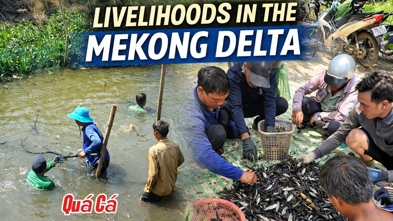 Bắt Cá Mưu Sinh Miền Tây | Fishing for a Living in the Mekong Delta