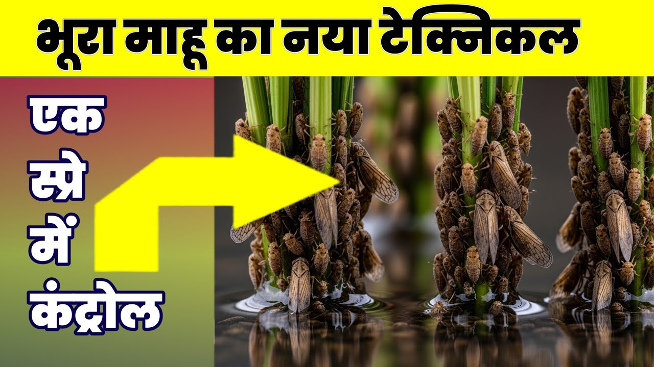 धान में भूरा माहू (BPH) का रामबाण इलाज | सारी दवाइयां फेल? तो ये डालें, 100% सफाया निश्चित!