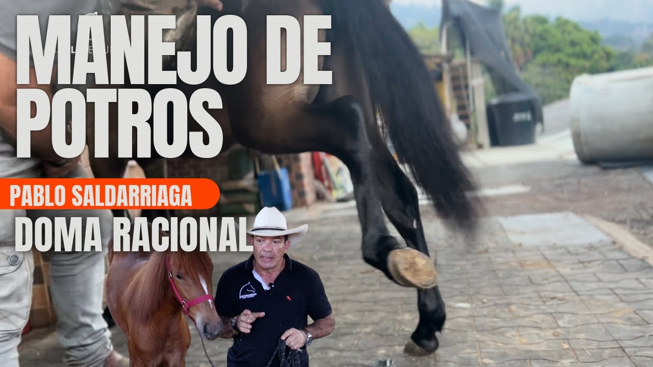Manejo de potros destetos - La paciencia como herramienta