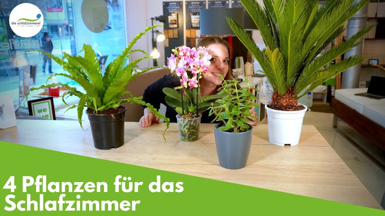 4 Pflanzen für das Schlafzimmer