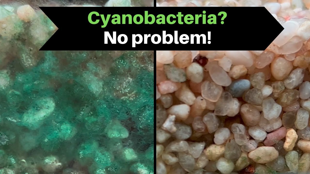 Цианобактерии! Как избавиться от сине-зелёных водорослей? Руководство по удалению!