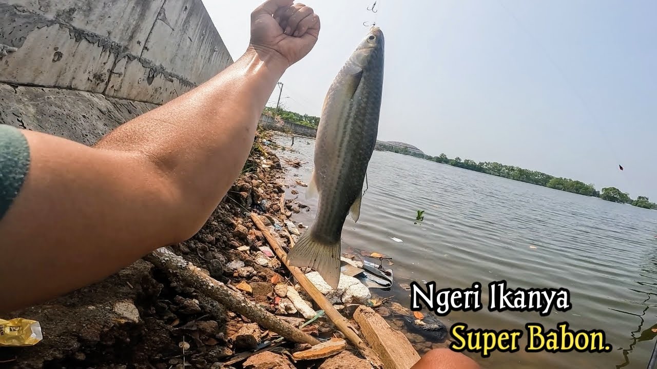 Mancing Belanak Baru Datang Langsung Dapat Besar #SA-133