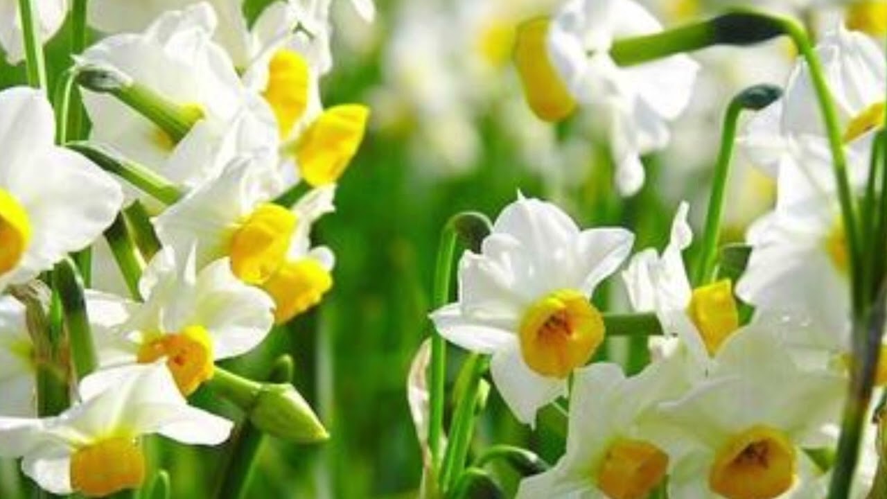 آهنگ ابراهیم عبدی