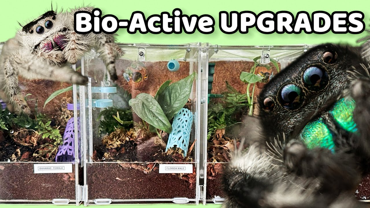 Building BETTER Jumping Spider Homes! Beautifully Bio Active