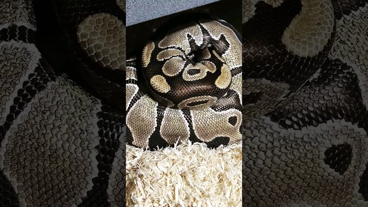 Pastel Vanilla Het Puzzle X Het Puzzle #ballpython #puzzleballpython #ballpythons #pets #pet #snake