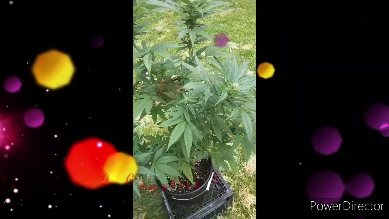 Update!! Toysoja420 Genetics Purple Voodoo and Green Ranger