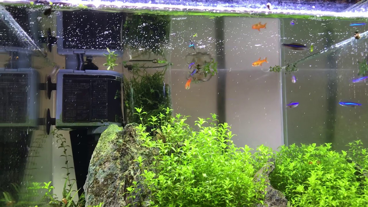 7gal Cubetank 90DAYS