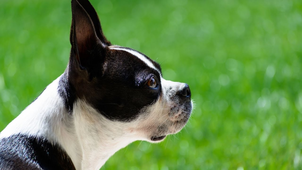 Boston Terrier vs Boxer Comparing Temperaments