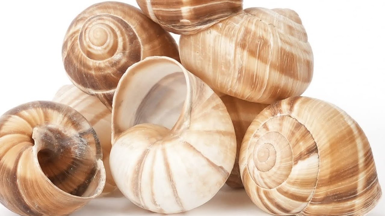 Spiritual Uses Of Snail Shells