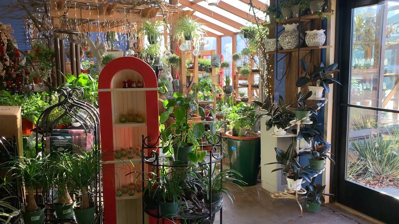 Houseplant Tour at the Garden Center! 🌿🌴🌵// Garden Answer