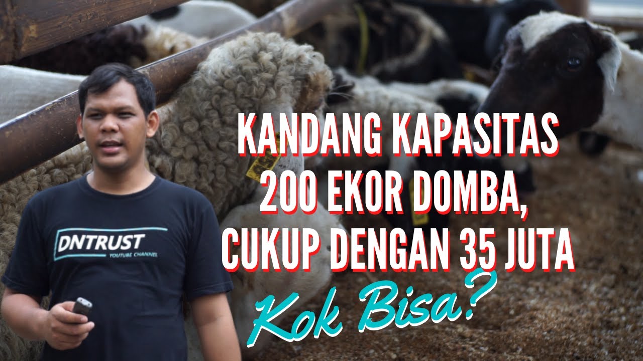 Desain Kandang Kambing Ideal dan Murah Meriah Untuk Ternak Kambing Modern 35 juta Kapasitas 200 Ekor
