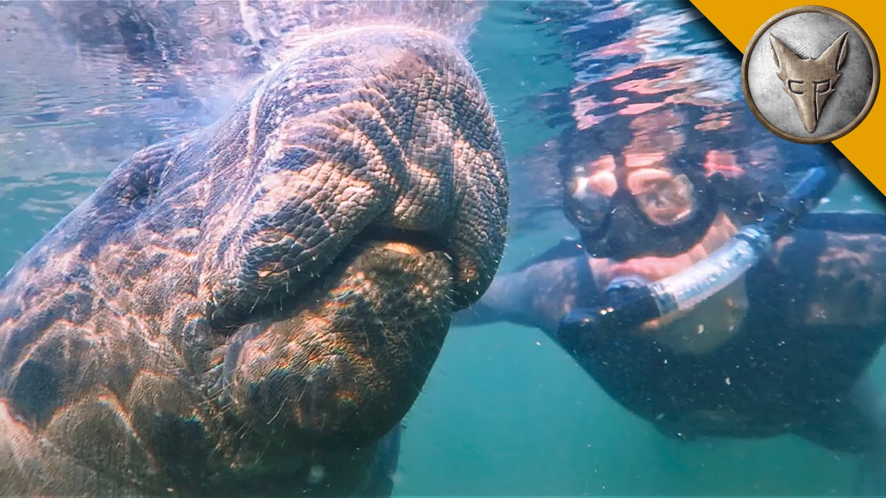 Swimming with Giants!