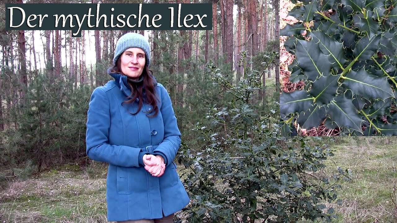 Der mythische Ilex | magische Heil- und Kultpflanze