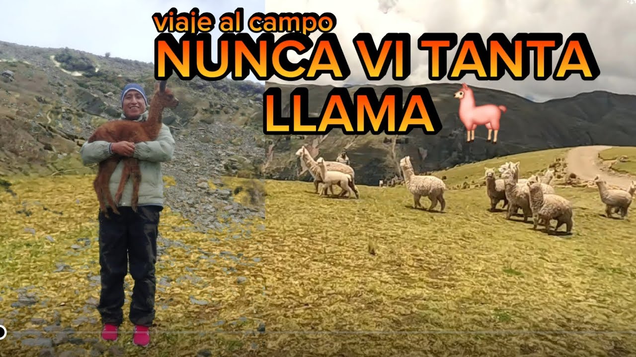 Viaje al campo ( nunca vi tanta llama 🦙)