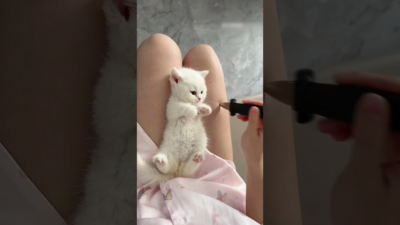 Cutest Kitten Moments