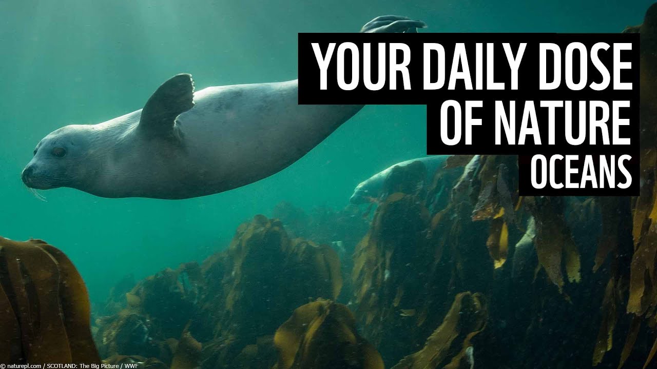 A daily dose of nature | UK oceans | WWF