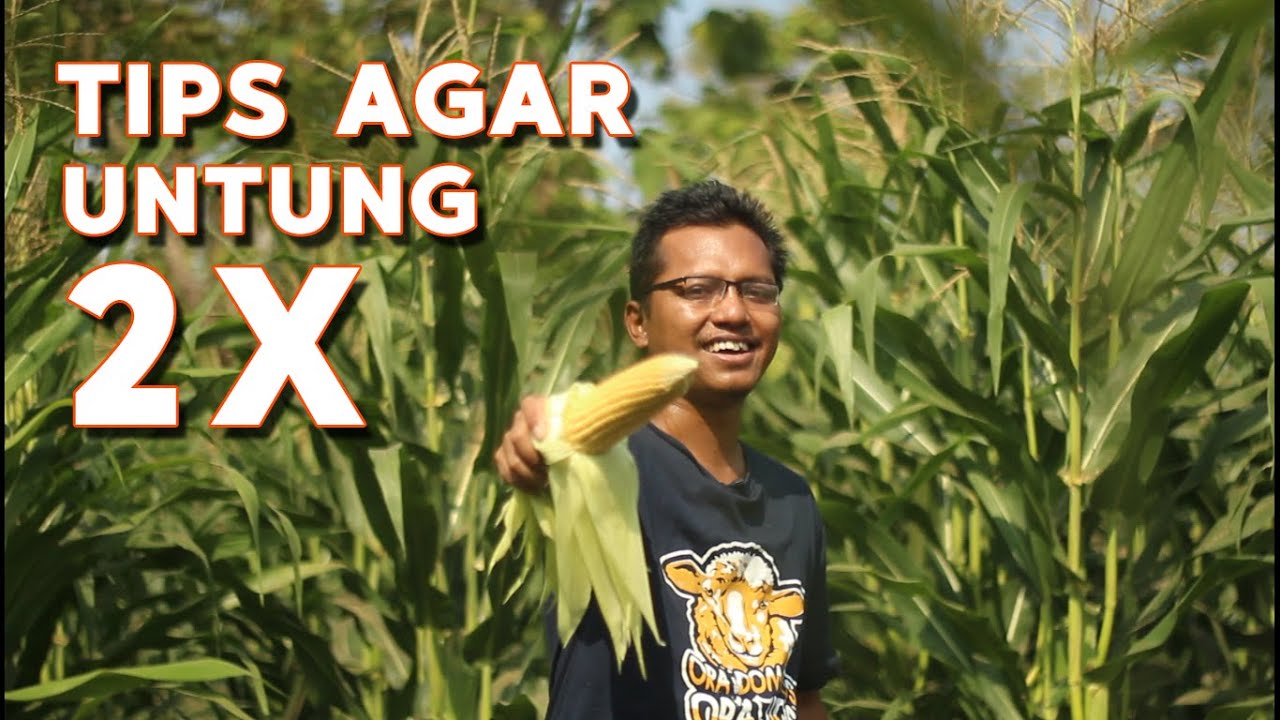 Panen Jagung Untuk Pakan & Pangan Untung 2X