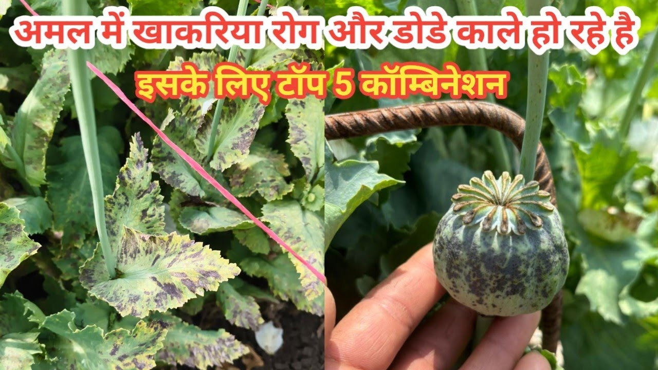 अमल में खाकरिया रोग और डोडे पर काले धब्बे लग रहे है इसको रोकने के 4 कॉम्बिनेशन जो सबसे अच्छे है 