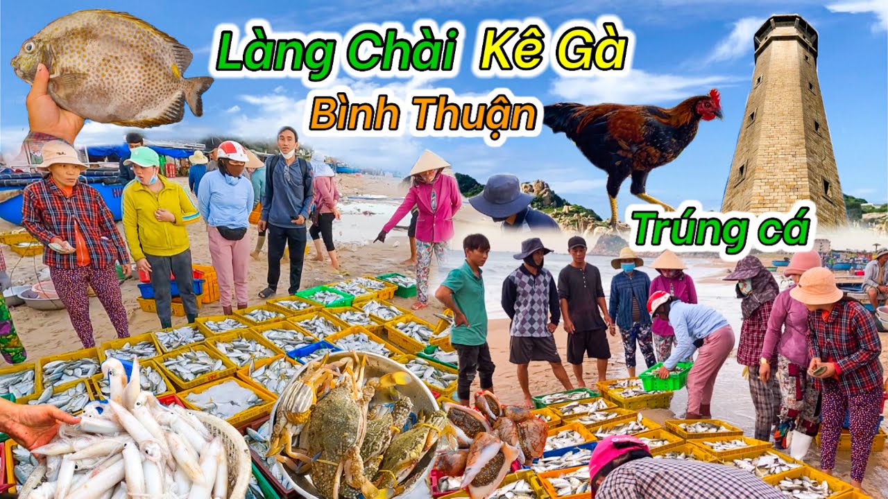 Làng Chài Kê Gà Ngày Bội Thu Cá Mực | Ngọn Hải Đăng Cao Và Lâu Đời Nhất Việt Nam