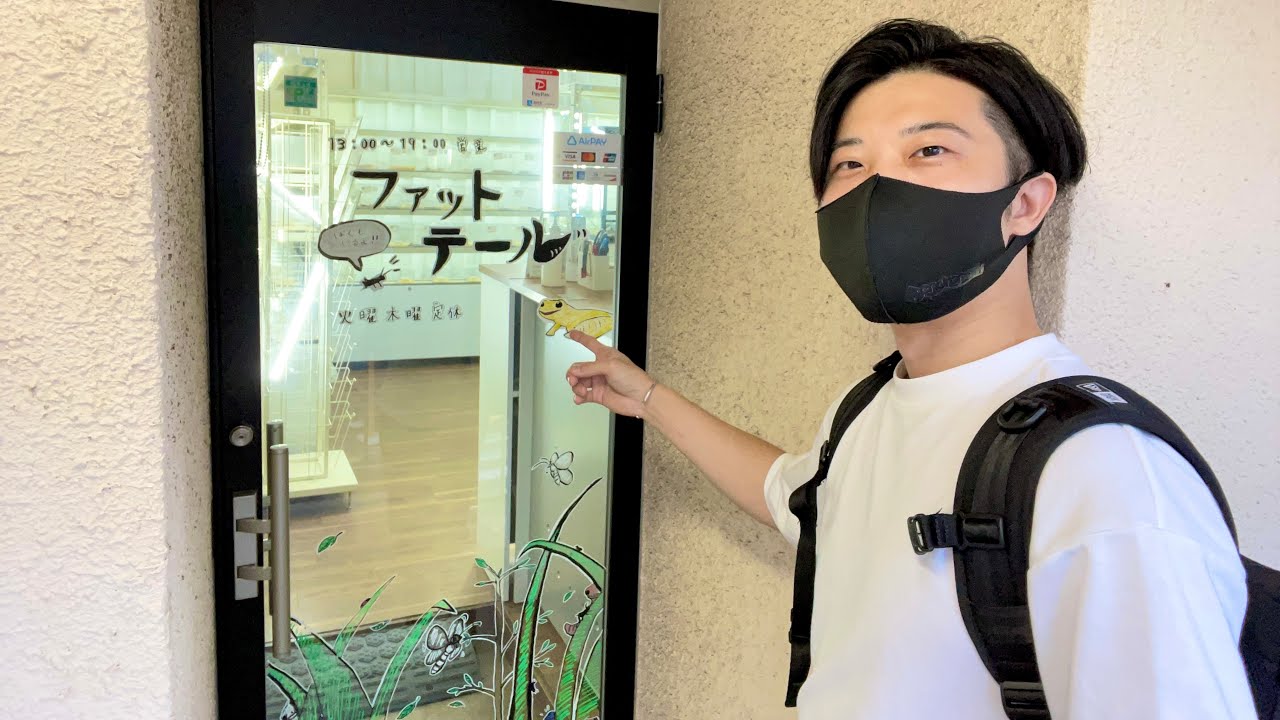 アポ無しでニシアフ専門店に凸ってみたらやっぱり凄かった【ファットテール｜ニシアフリカトカゲモドキ】