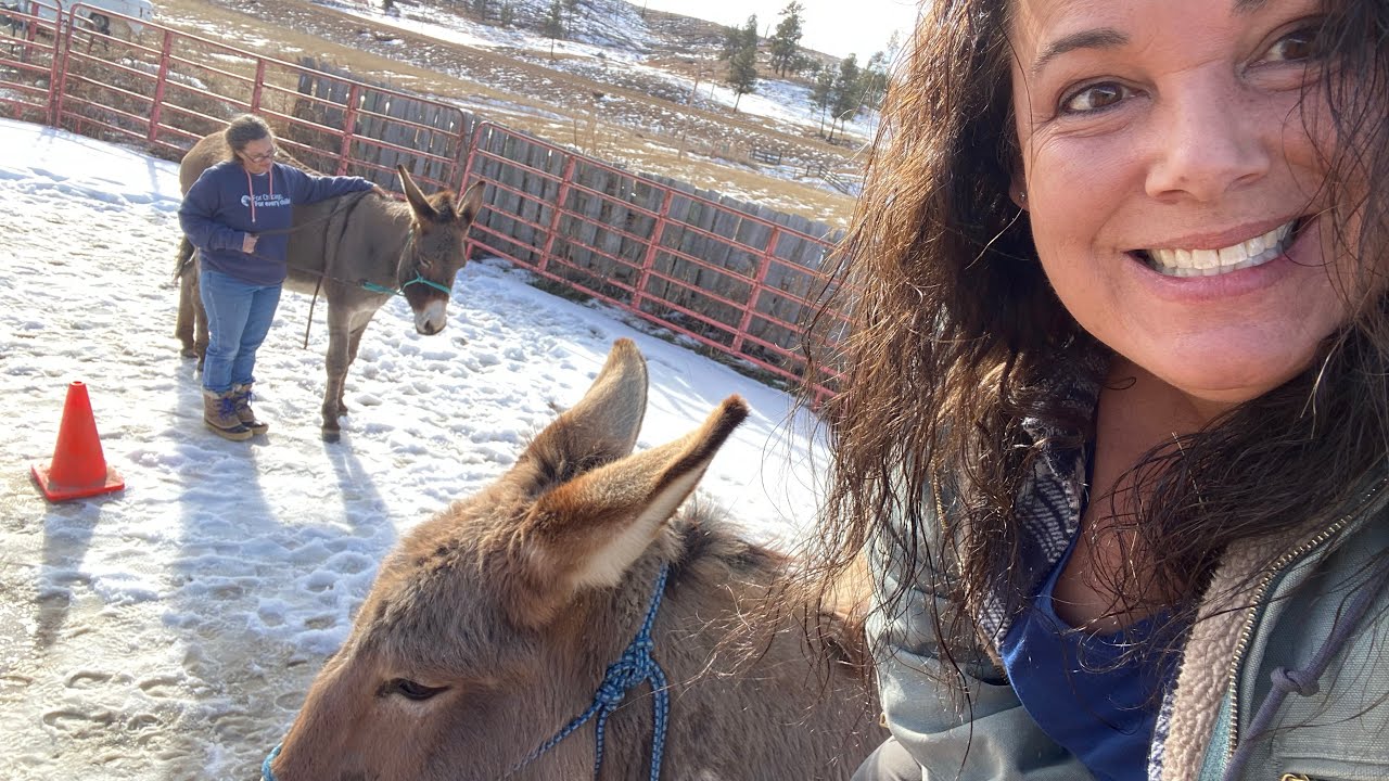 Leading donkey from fence day 1 WE HAVE WORK TO DO!!