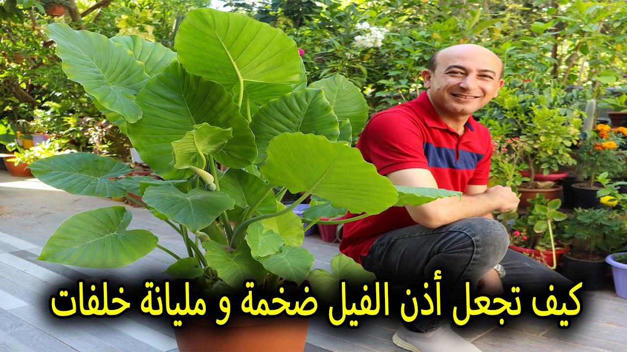نبات أذن الفيل و طريقة تكبيره و تغيير الأصيص و العناية به
