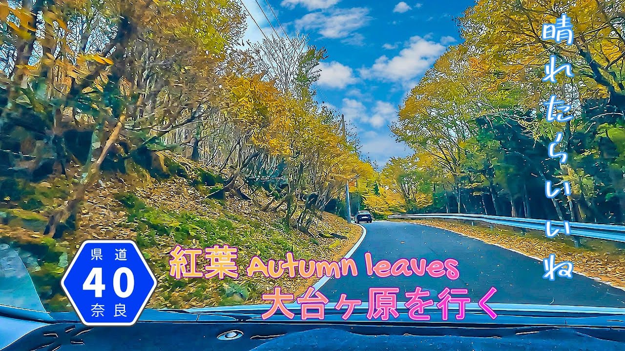 【車載動画】大台ヶ原ドライブウェイの紅葉を見てきました！　～奈良県道40号　大台ヶ原公園川上線～　＃紅葉　#大台ヶ原