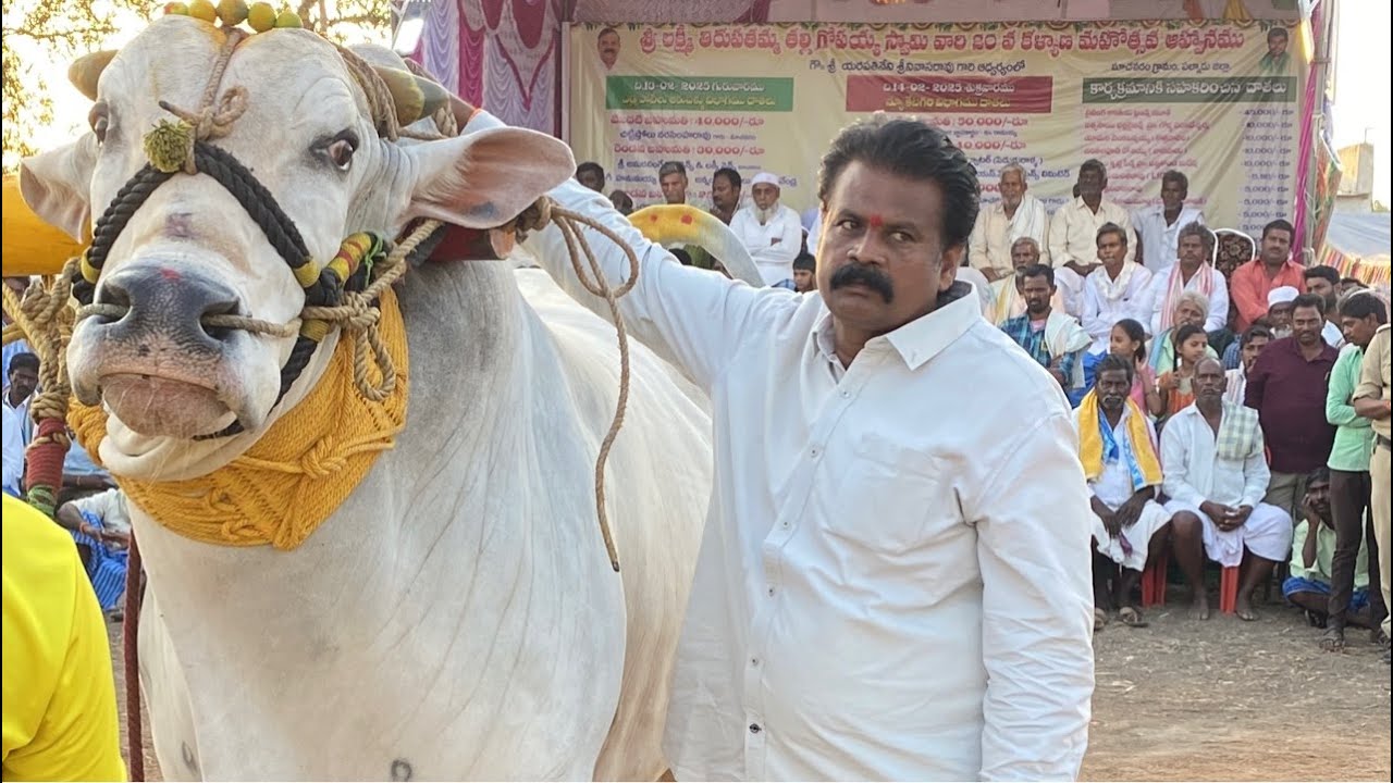 💥అచ్చంపల్లె గ్రామం.న్యూకేటగిరి విభాగం 💥 7వ జత💥 RK.bulls💥💥1🏆🏆🏆🏆🔥3767🔥8