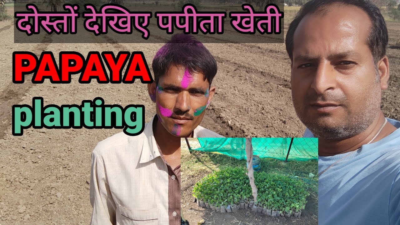 Papaya farming || papaya planting || @LivevillagelifewithOmfamily #papaya_farming#papaya_plan