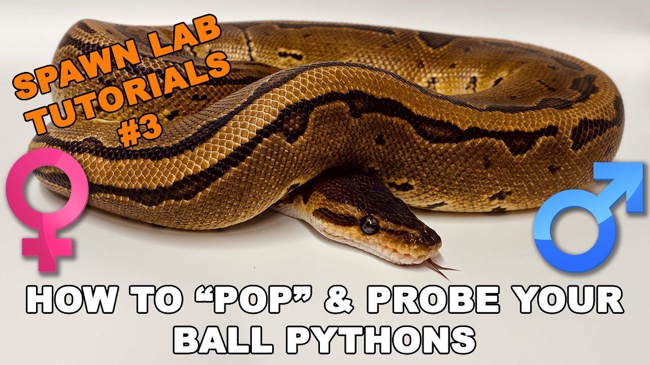 How To Sex Your Ball Pythons