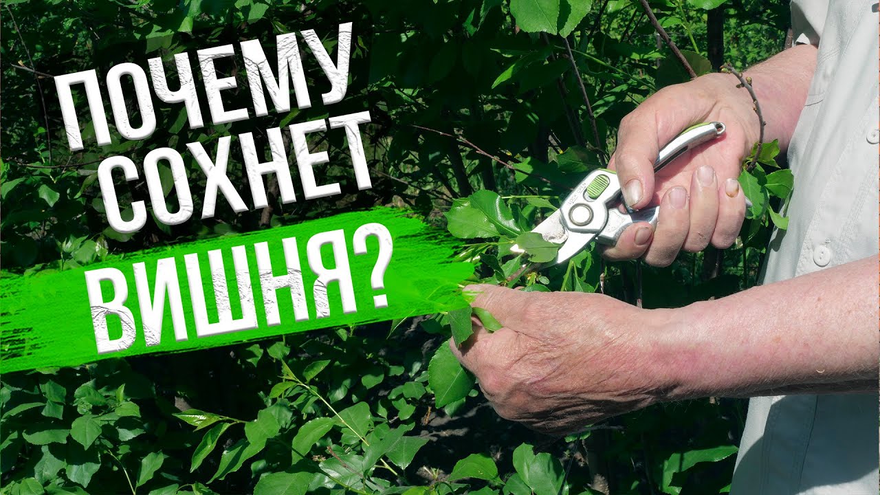 Монилиоз вишни. КАК СПАСТИ КОСТОЧКОВЫЕ? Рекомендации эксперта Анатолия Сидоровича