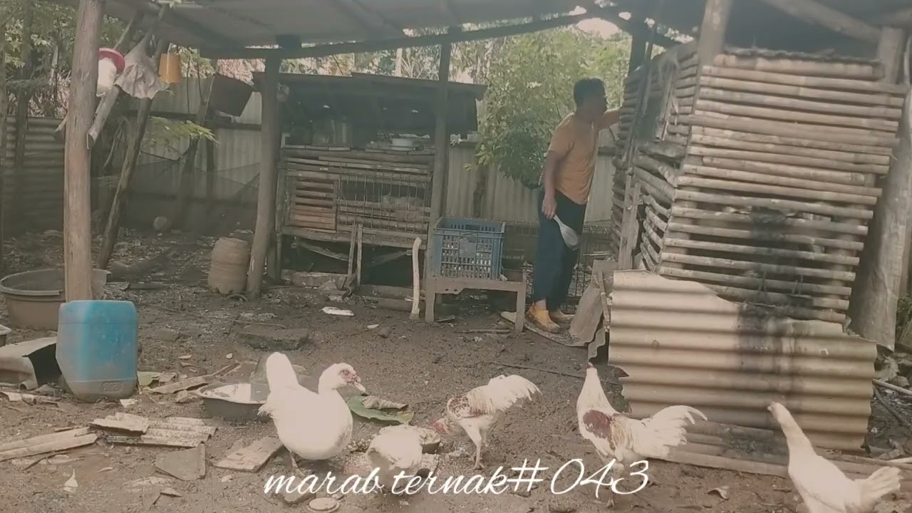 Marab ternak#043(@hermansuherman7736)