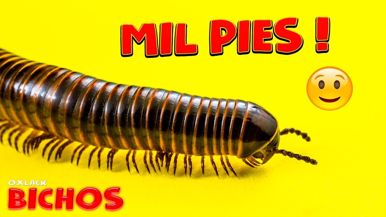 EL INCREÍBLE MIL PIES  @OxlackCastro