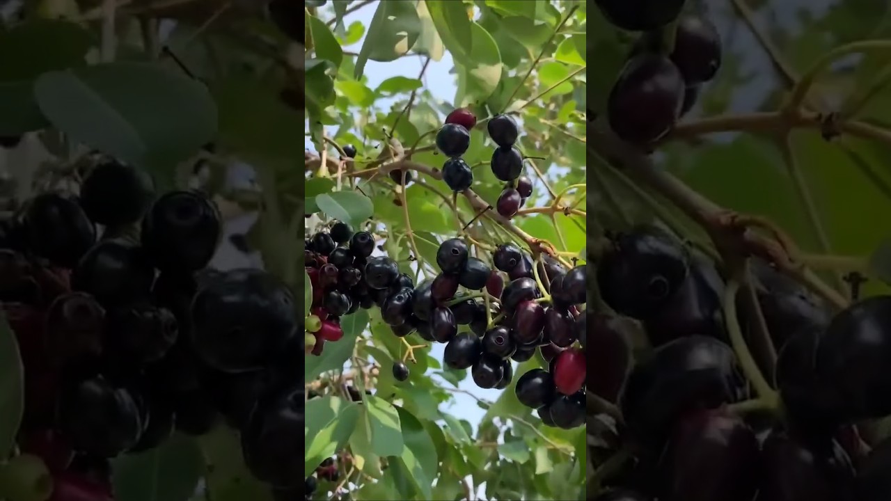 Thai king Black jamun KG 10 Black jamun plant Available #bestmango #mangofarm #indianmango #fruit
