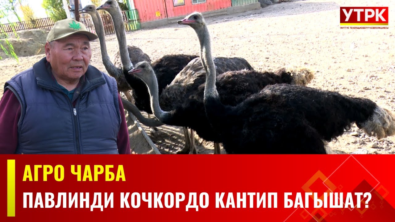 Павлинди Кочкордо кантип багышат? | Агро Чарба