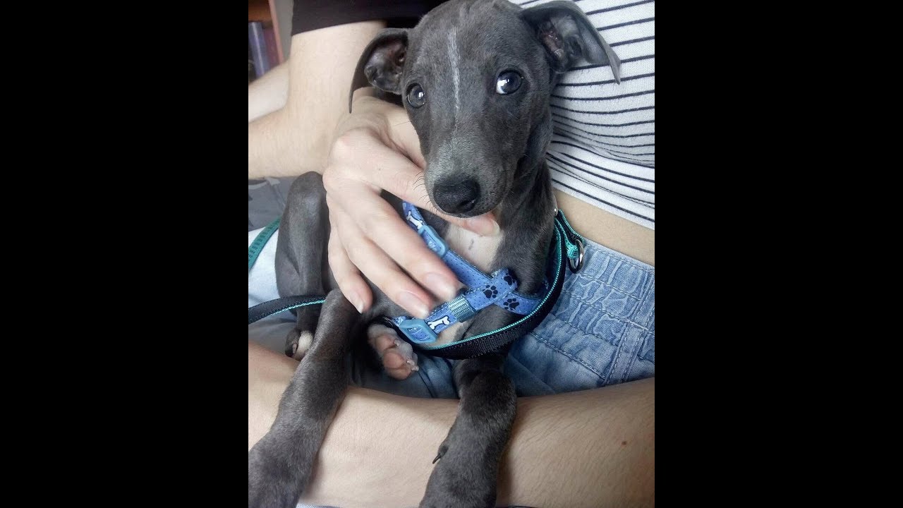 Drugie urodziny Ruperta / charcik włoski