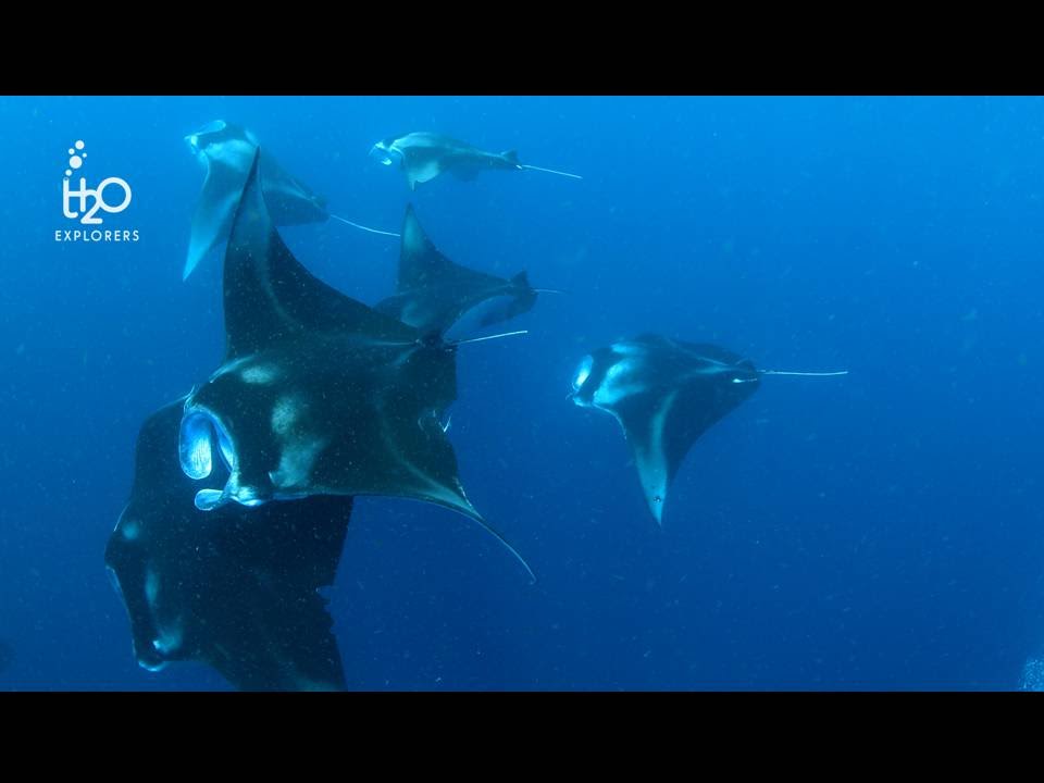 Best of diving in the South Ari Atoll - Maldives