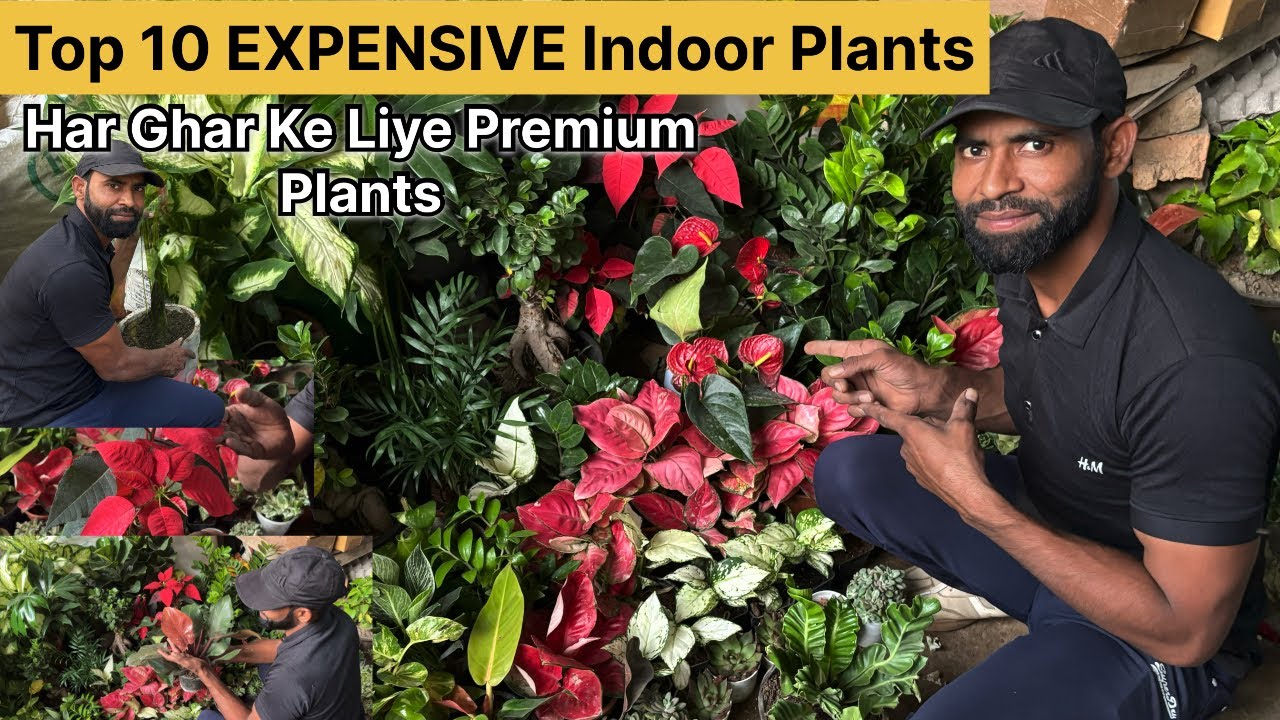 Kuchh special paudhe 10 Lekar Aaye aapke liye yah aapko Jarur Lagani chahie 