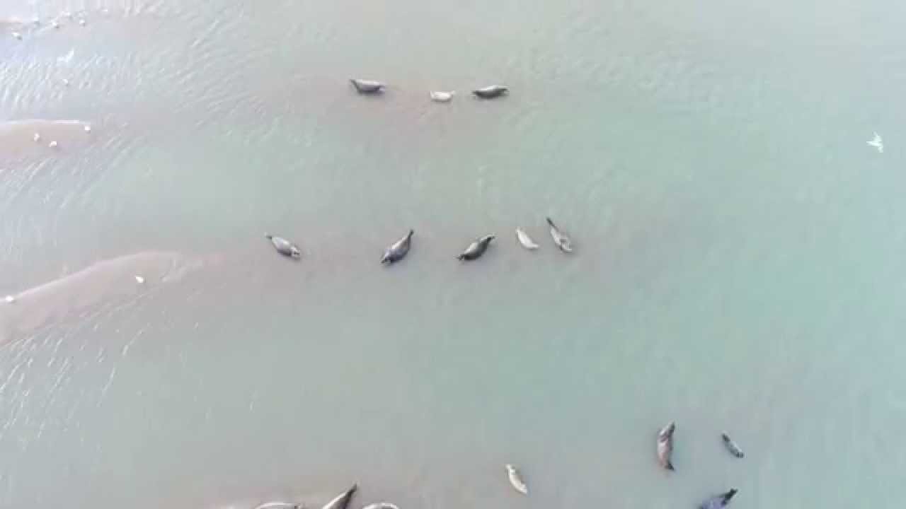 Breskens - Zeehonden (Seals) op de Hooge platen in 4K (DJI inspire drone - Zeeland - Nederland)
