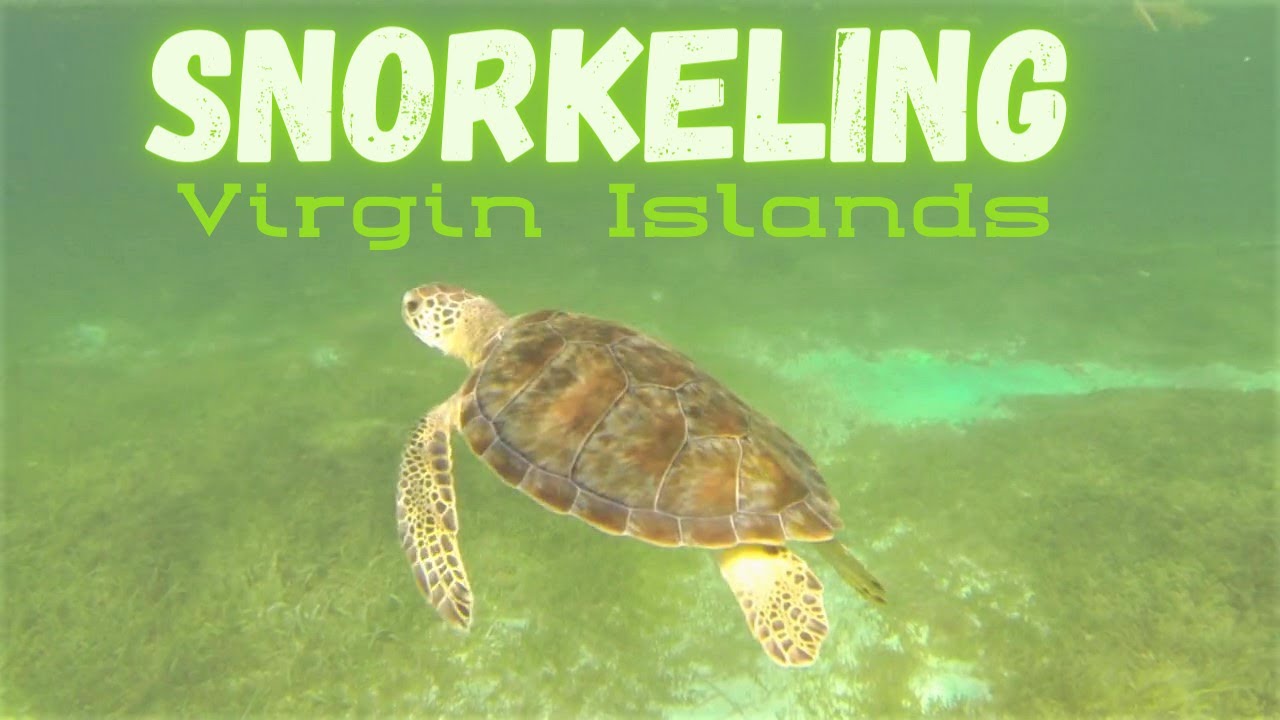 Snorkeling with Turtles, squid, and fish in the Virgin Islands