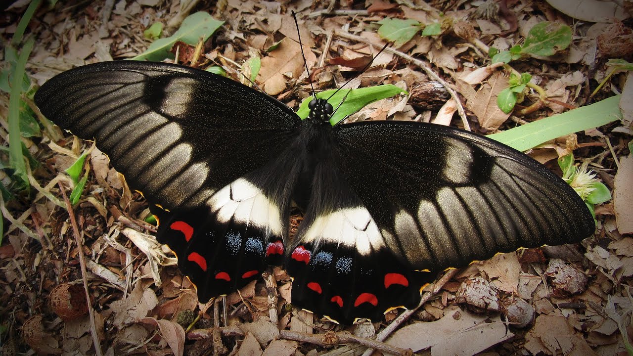 From Citrus Caterpillar to Orchard Swallowtail Butterfly