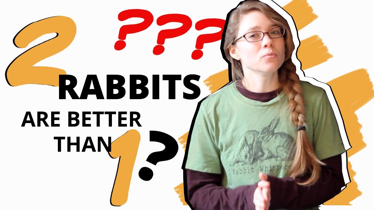 SHOULD You Get a Second Rabbit?