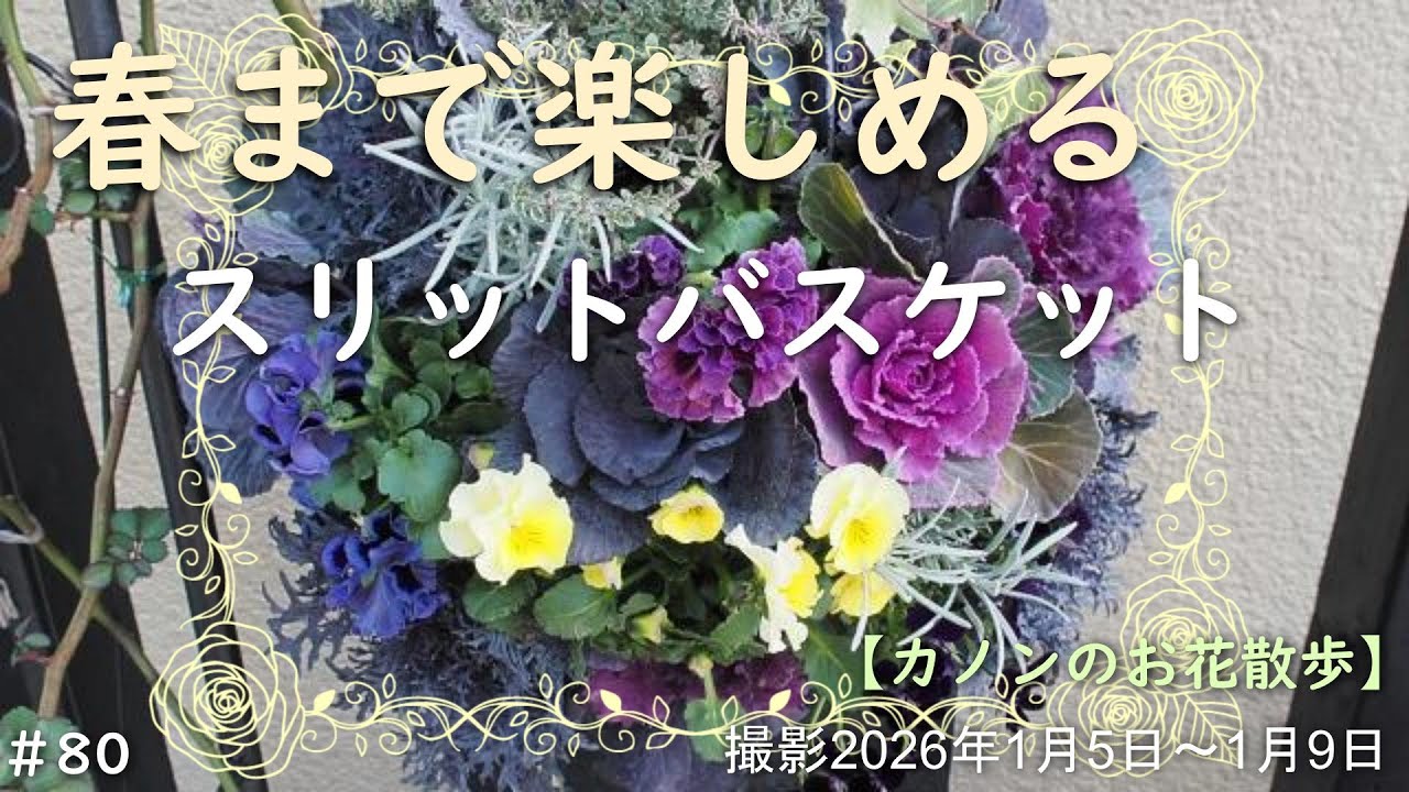 ＃80　真冬にスリットハンギングバスケット作り　ハボタン数種とビオラ＋お庭のリーフを拝借　お部屋のちょっとした飾りも少し紹介しています