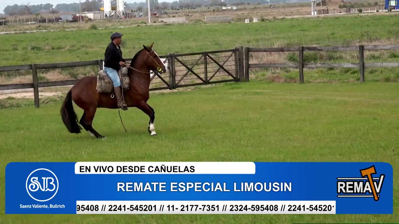 30-08-25 - REMATE LIMOUSIN - SAENZ VALIENTE BULLRICH