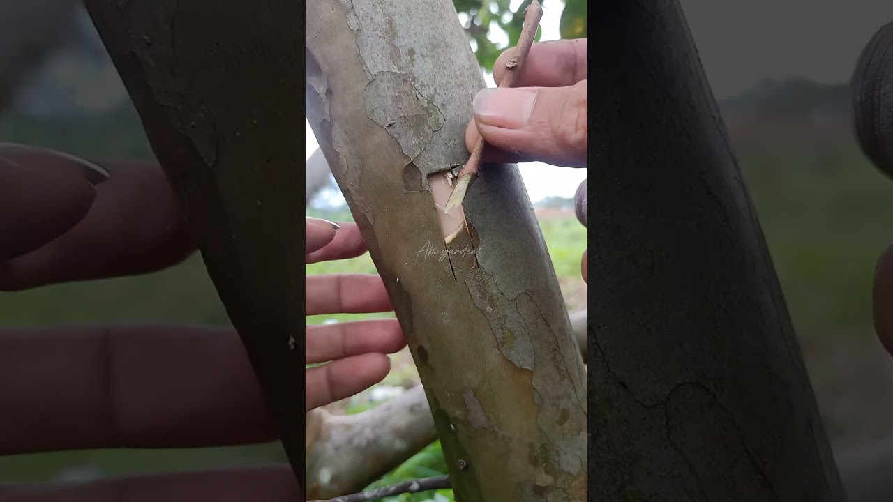 how to grafting guava tree | side grafting guava #grafting #guavafruit #shoorts