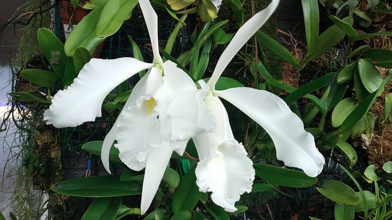 Cattleya maxima v.alba