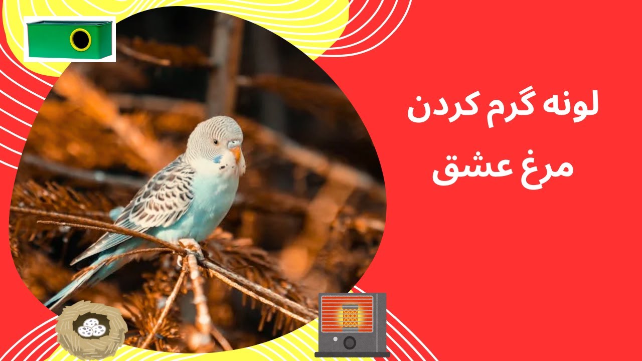 لانه گرم کردن مرغ عشق - آدم چهره - budgies