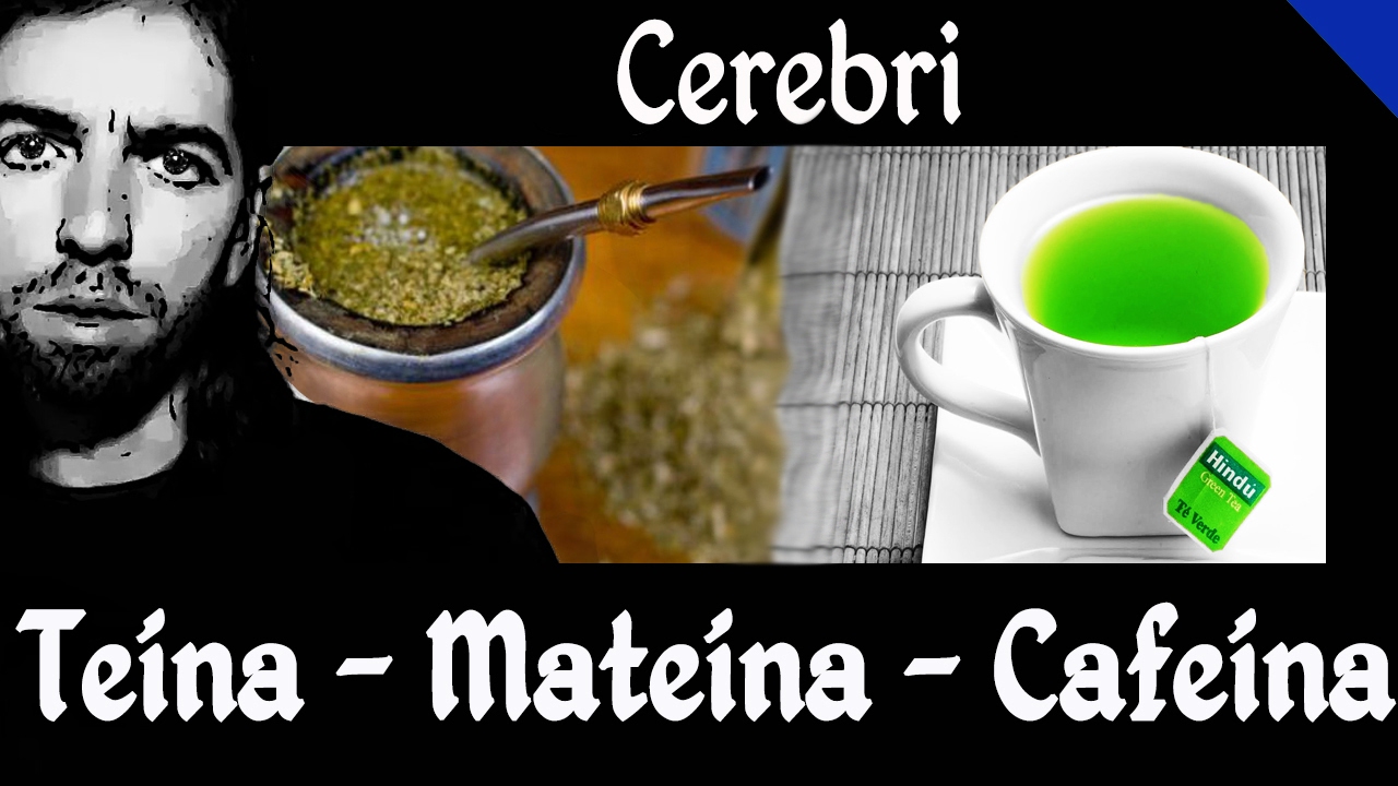 Teína y Mateína ¿Es lo mismo que Cafeína? ¡LA VERDAD! ¿Qué lleva el Te y la Yerba Mate?