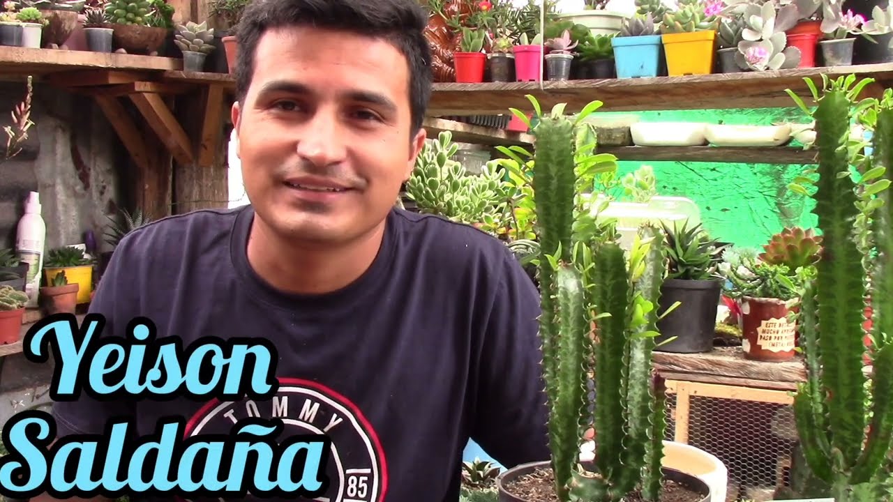 EUPHORBIA TRIGONA cuidados + trasplante