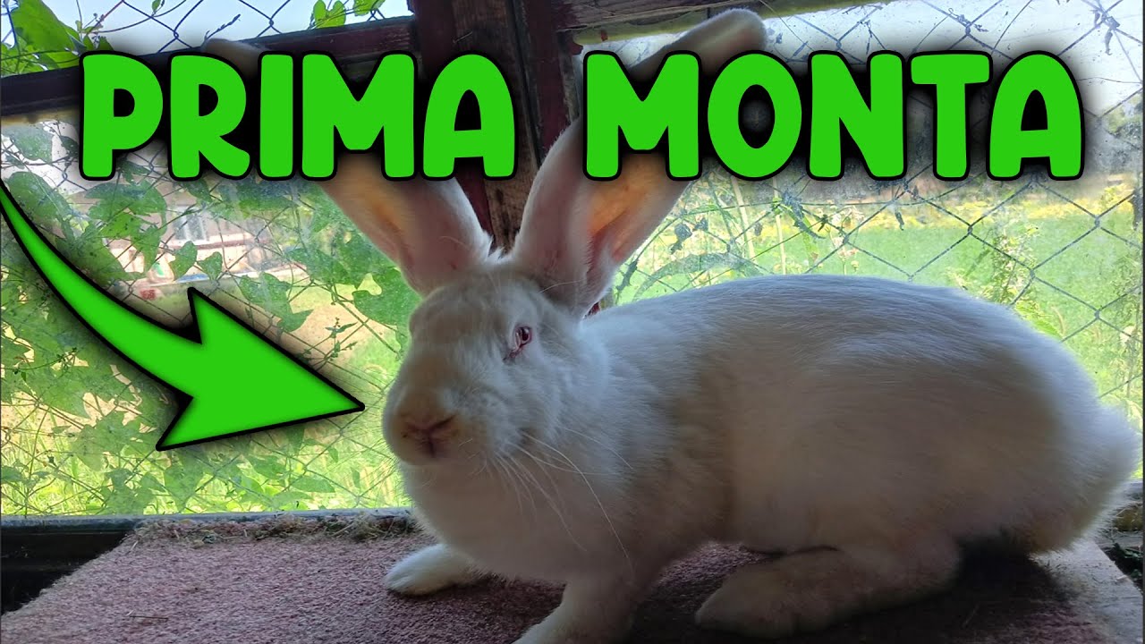 🟢Prima monta cu femela de Urias German Alb🐇 + Avem pui la voltati!🕊️ @CiprianGabriel18